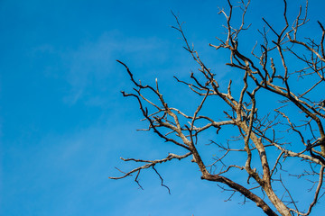 Branches of trees without leaves background. Dry season tree without leaves. Beautiful branch of tree in Autumn background.