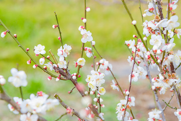 梅の花