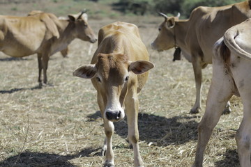 Thai calf stock image.