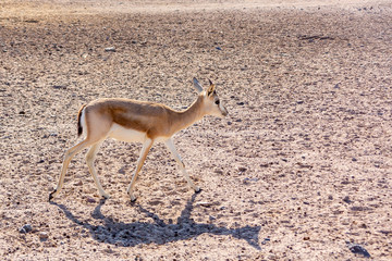 Young antelope in a safari park on the island of Sir Bani Yas, United Arab Emirates
