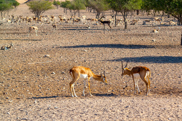 Fototapeta na wymiar Fight of two young antelopes in a safari park on Sir Bani Yas Island, Abu Dhabi, UAE