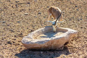Young antelope in a safari park on the island of Sir Bani Yas, United Arab Emirates