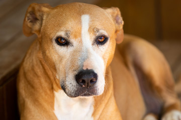 Dog potrait staffy female