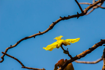 Beautiful yellow flower of great elephant apple tree, or Dillenia obovata (Blume) Hoogland.
