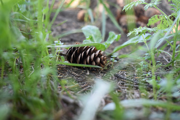 Pine Cone on the Grass