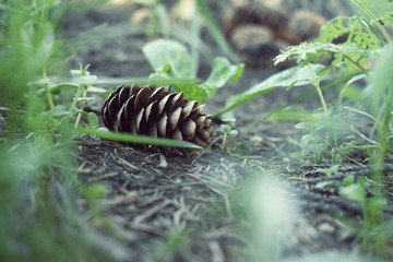 Pine Cone on the Grass