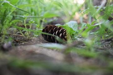 Pine Cone on the Grass