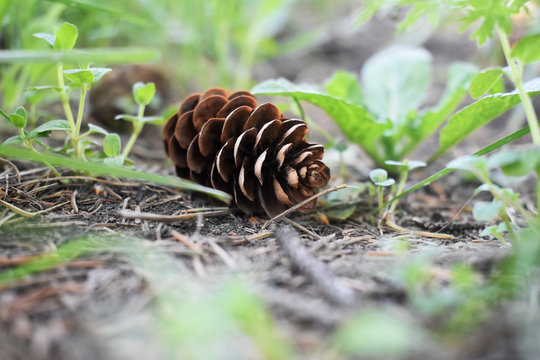 Pine Cone on the Grass