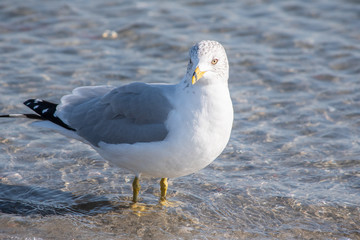 seagull on the beach