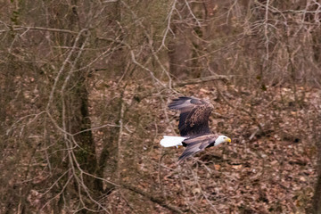 American Hunter