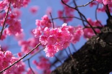 寒緋桜