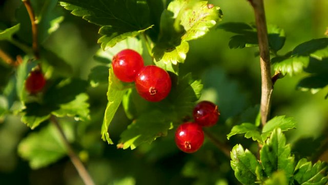 Static, shot of fresh, red currants, ribes rubrum, hanging on a currant bush, on a sunny summer day, in Aust-Agder county, in South Norway
