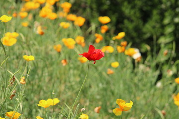 Beautiful Flowers of Nature