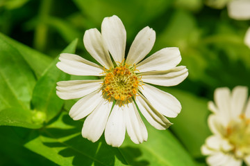 Fototapeta premium Zinnia elegans on a nature background.