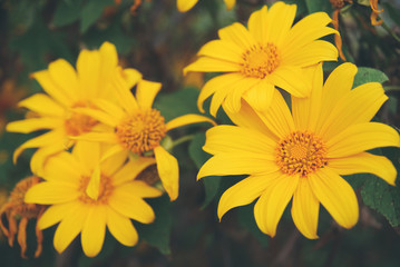 Tree marigold flower closeup