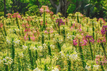 Cleome is a flower with many colors, such as purple red white pink.