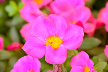 Zinnia elegans on a nature background.