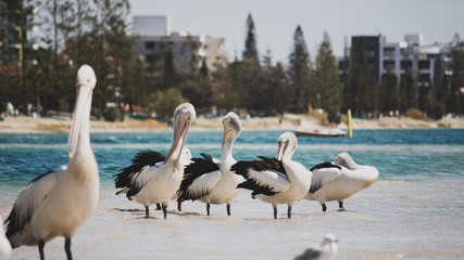 pelicans on the beach Australia Gold Coast tropical summer
