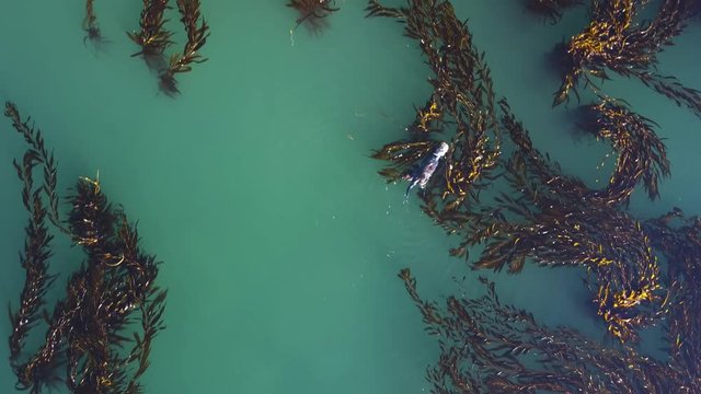 California Otter swimming on back eating clam and scratching itself, Top down Aerial view at sunset.