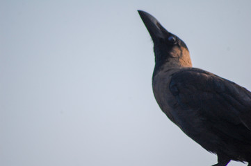Crow 