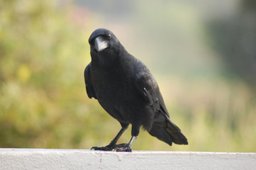 crow on branch