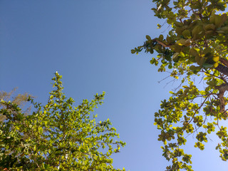 Green leaves sky clouds