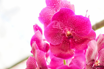 beautiful orchid flower in garden at winter or spring day, agriculture, postcard idea concept design.