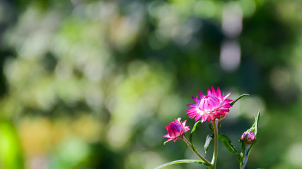 Close-up of pink Everlasting flowers or Straw flowers on bokeh background.