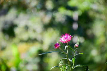 Close-up of pink Everlasting flowers or Straw flowers on bokeh background.