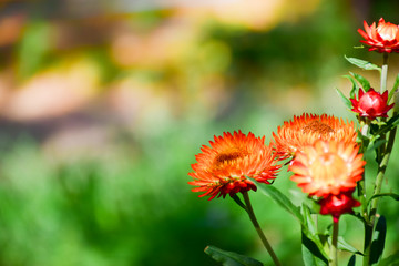 Close-up of Everlasting flowers or Straw flowers on bokeh background.