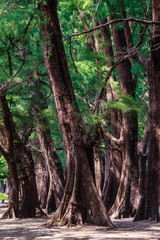 Evergreen Casuarina equisetifolia (Common ironwood) forest tree at Naiyang beach bearby Phuket airport, Thailand.