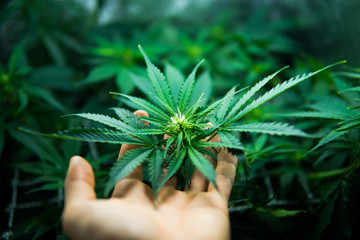 Medicinal indica with CBD. Green background of leaves. In door grow hemp. Legal Marijuana...