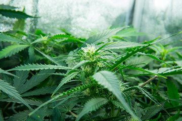 Legal Marijuana cultivation in the home. Cannabis at the beginning of flowering. In door grow hemp....