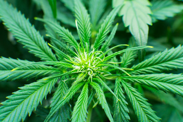 Medicinal indica with CBD. Legal Marijuana cultivation in the home. Cannabis at the beginning of...