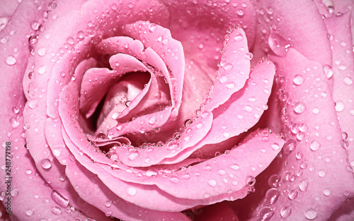 Rose closeup, flowers nature background.