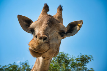 portrait of natural giraffe head in blue sky © Shiva3D