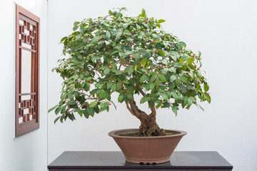 Naklejka premium Bonsai tree on a table against white wall in BaiHuaTan public park, Chengdu, China
