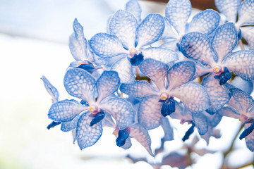 beautiful orchid flower in garden at winter or spring day, agriculture, postcard idea concept design.