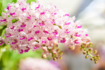 Fototapeta premium beautiful orchid flower in garden at winter or spring day, agriculture, postcard idea concept design.