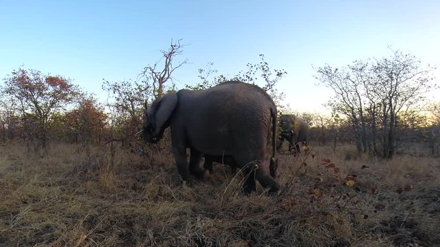 Small herd of elephants feeding on Mopani leaves unaware of A GoPro camera filming them, within the wilderness of the Greater Kruger National park