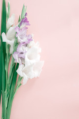 Gladiolus flowers on pink background.
