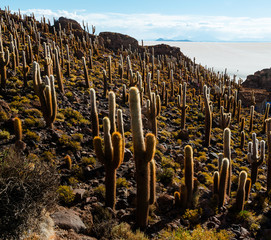 Cactus island in the Bolivian salt flat of Uyuni