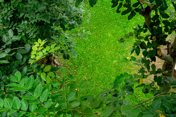 image from top view green garden tree and green