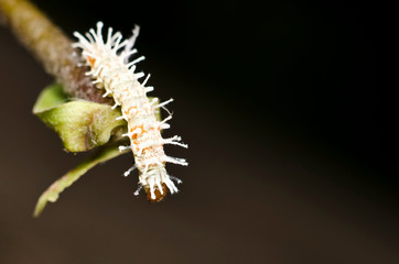 Insect at Pasir Ris Park
