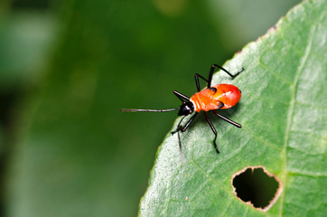 Insect at Pasir Ris Park