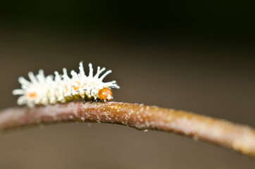 Insect at Pasir Ris Park