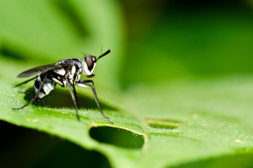 Insect at Pasir Ris Park
