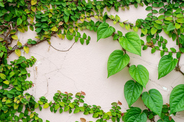 texture of old grunge wall