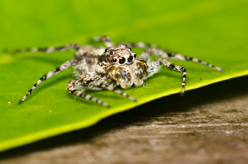 Insect at Pasir Ris Park