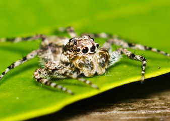 Insect at Pasir Ris Park